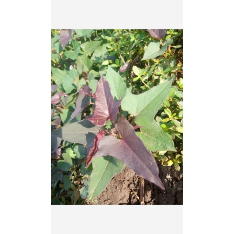 

Daun mantang