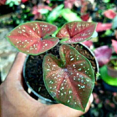 Tanaman Hias Cantik Caladium (D.O.H) Deep Of Heart