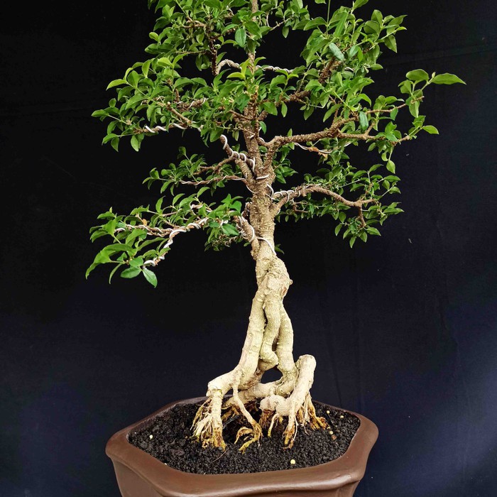 Tanaman Bonsai Pohon Kerdil Sakura Mikro Medium Natural Shopee Indonesia