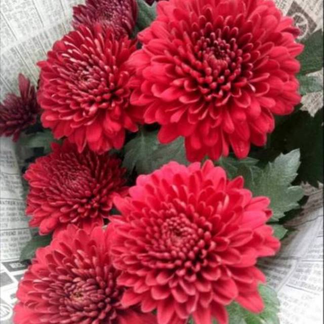 Benih Bibit Biji Bunga Krisan Merah Red Crysanthemum