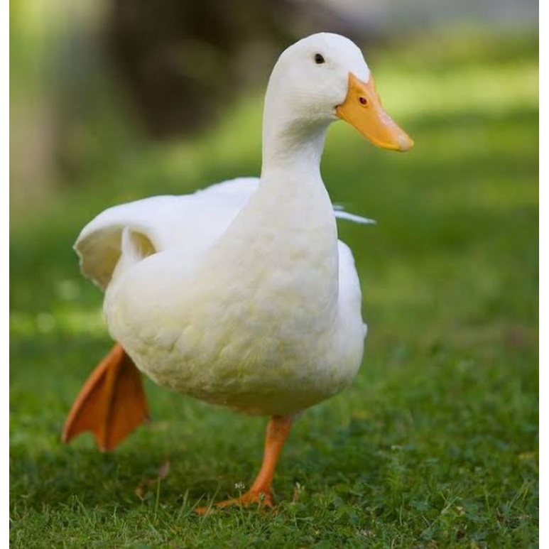 TELUR BEBEK PEKING FERTIL UNTUK DITETASKAN