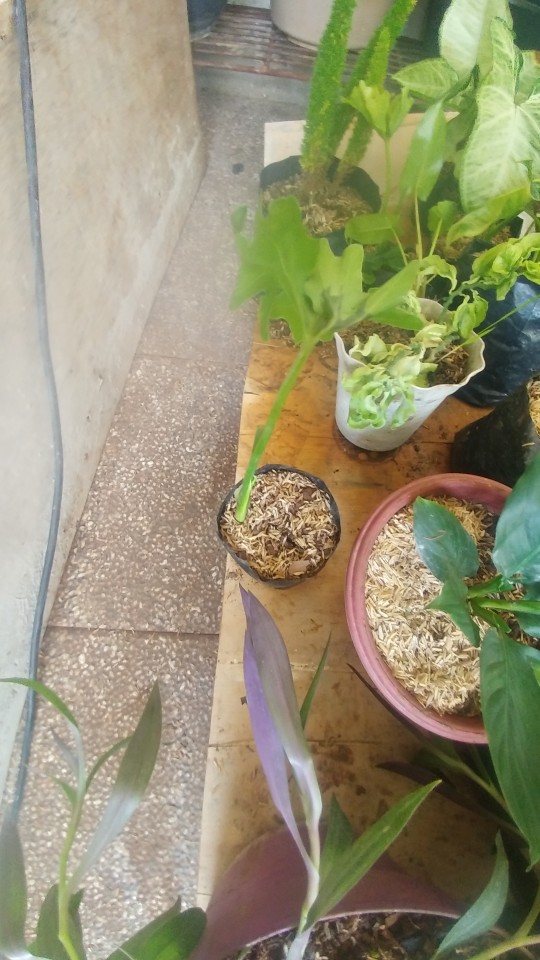 Tanaman Aglaonema Lipstik Pink/ Lipstik Kelasik