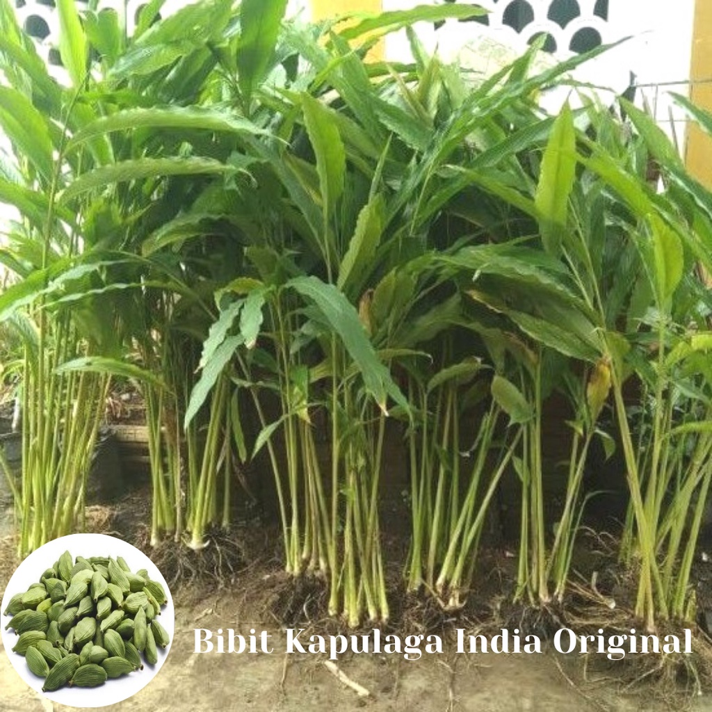 Bibit Kapulaga India Original - Bibit Kapulaga HIjau Unggul Murah - Bibit Kapol