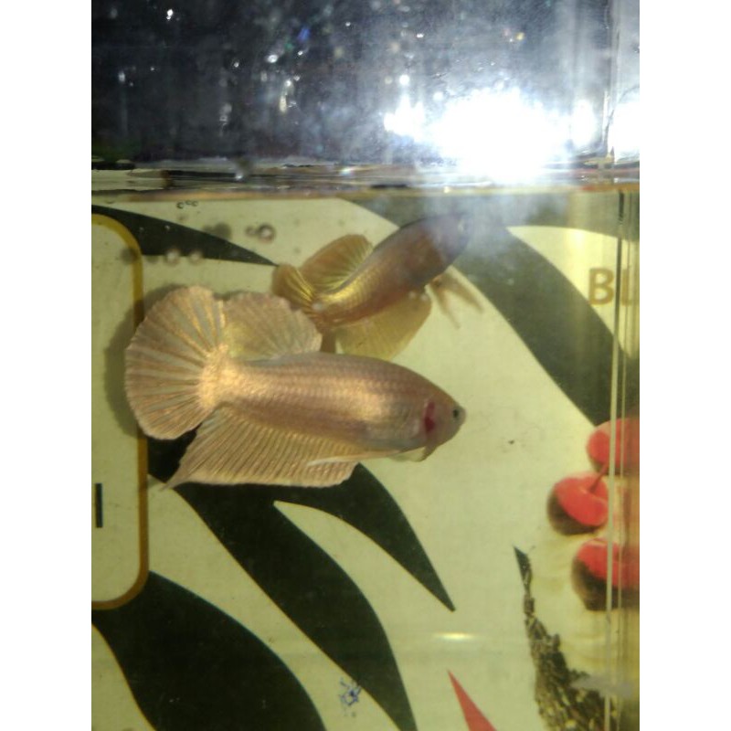 pesanan bos cupang plakat super gold24k