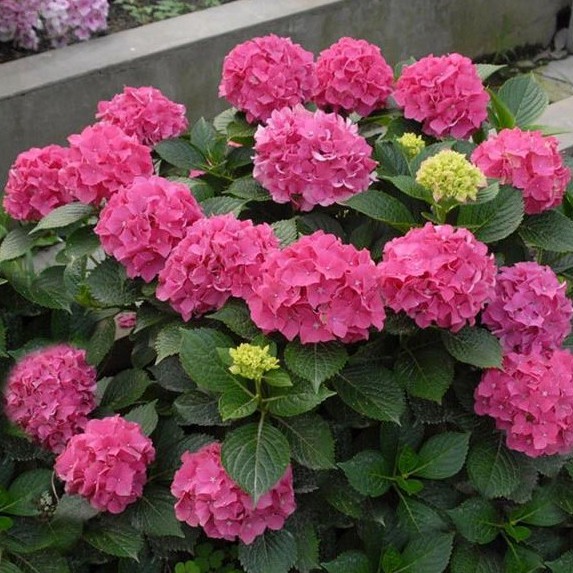 Benih HYDRANGEA PINK - Bibit Biji Bunga