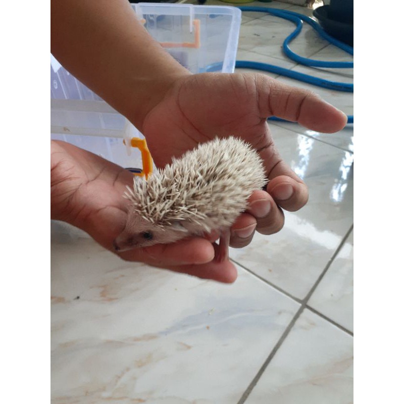 

Landak Mini Cokelat Brown