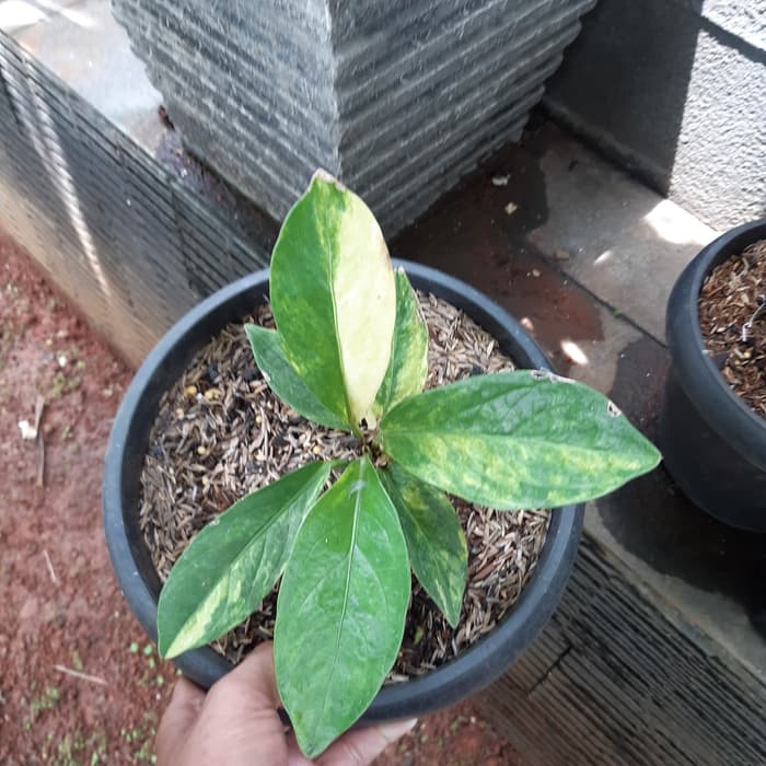 Tanaman hias anturium jemani varigata