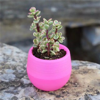  1 KG 40PCS Pot Bunga  Mini Bahan Plastik  Warna Warni 