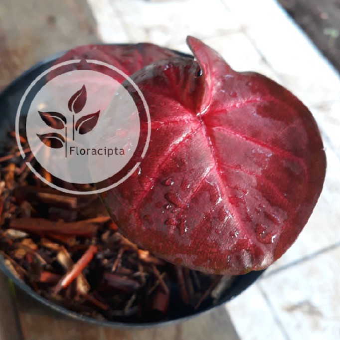 Tanaman Hias Keladi Apel Merah Caladium Red Apple Unik Langka Shopee Indonesia