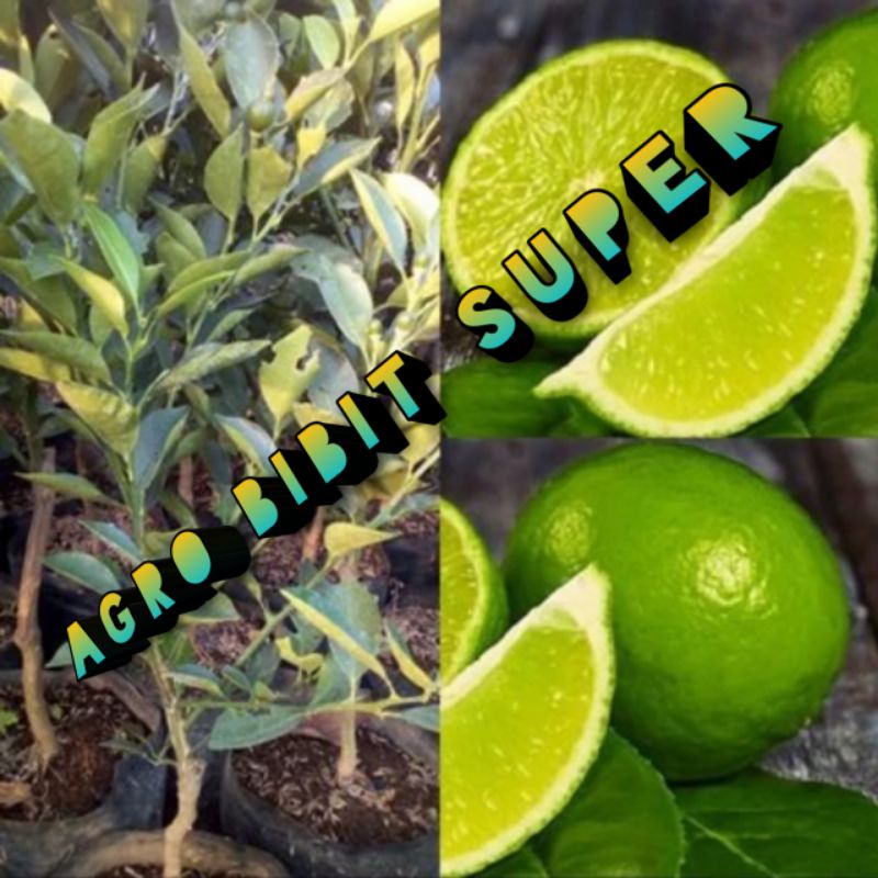 bibit jeruk nipis okulasi