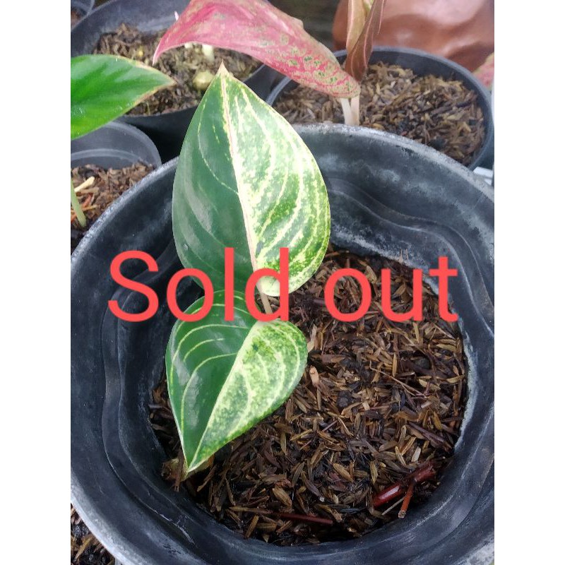 baby aglonema moonlight