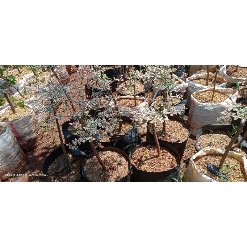 tanaman Ketapang kencana variegata/bibit Ketapang kencana variegata 50cm/pohon Ketapang kencana