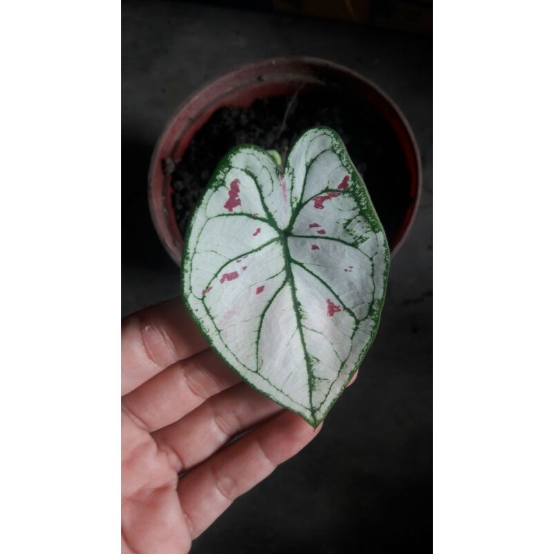caladium strawberry star / keladi strawberry / keladi stroberi / caladium hybrid