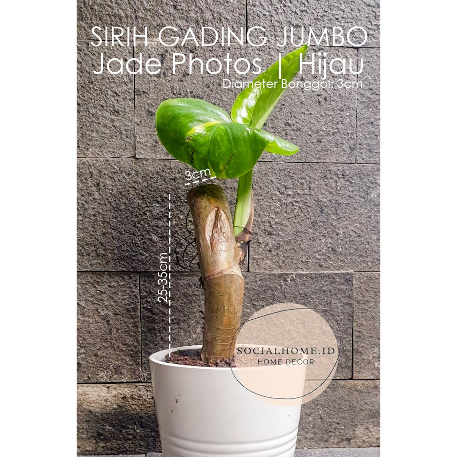 Sirih Gading Jumbo, Epipremnum Aureum Bonggol 3cm, Hijau, Golden