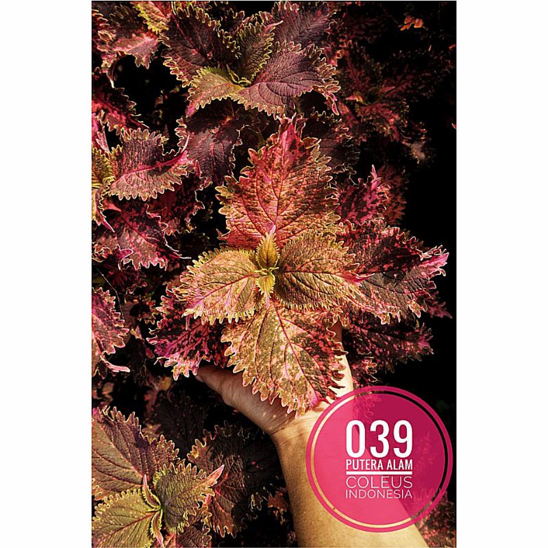 Miana id bule/Miana premium/Langka