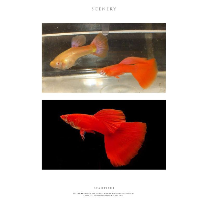 

Ikan guppy trio,1 jantan dan 2 betina