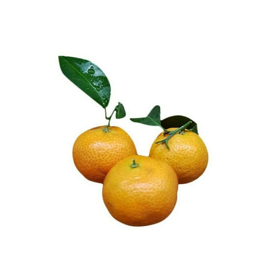 

My Fruit Surabaya - Jeruk Santang Buah [800 g]