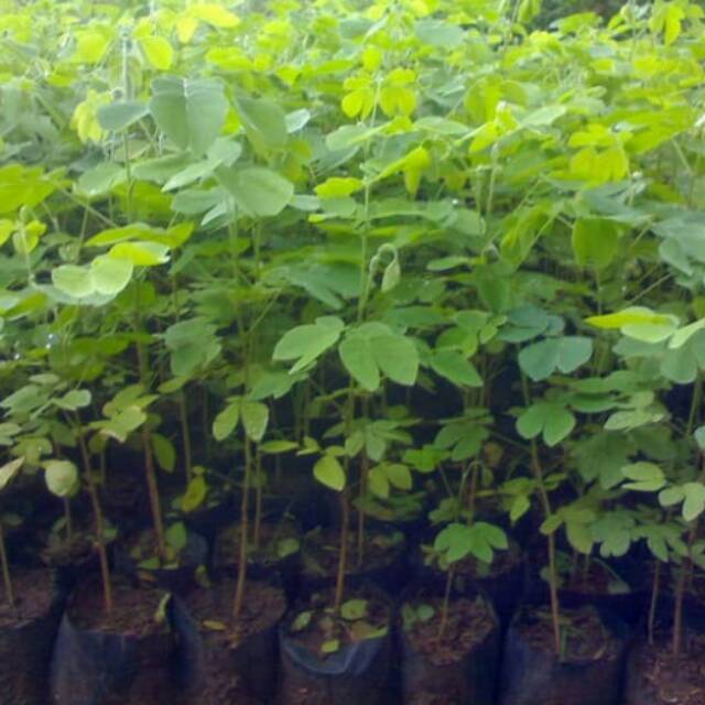 Bibit Pohon Trembesi - Pohon Pelindung Trembesi