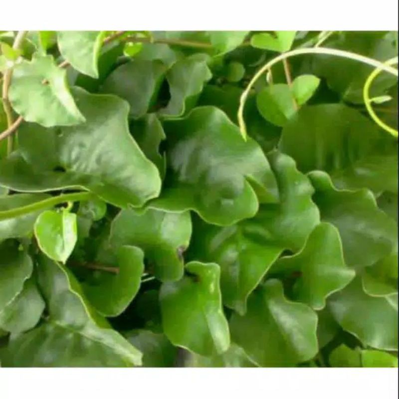 

Daun Binahong Segar Per 1 Kg