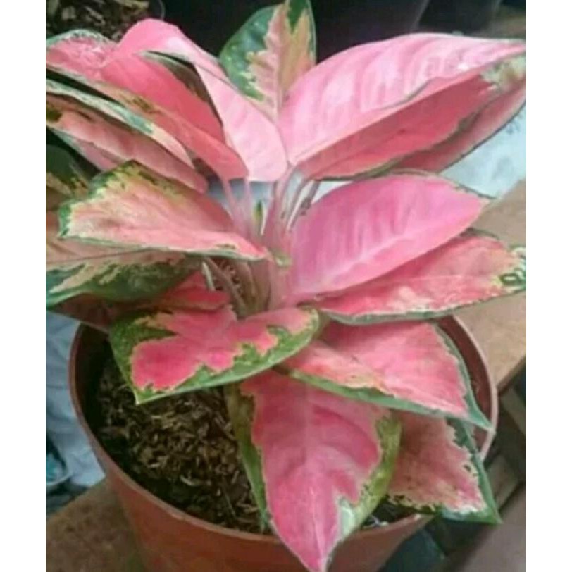  Aglonema  Kochin Tanaman  Hias Aglaonema Red  Kocin  