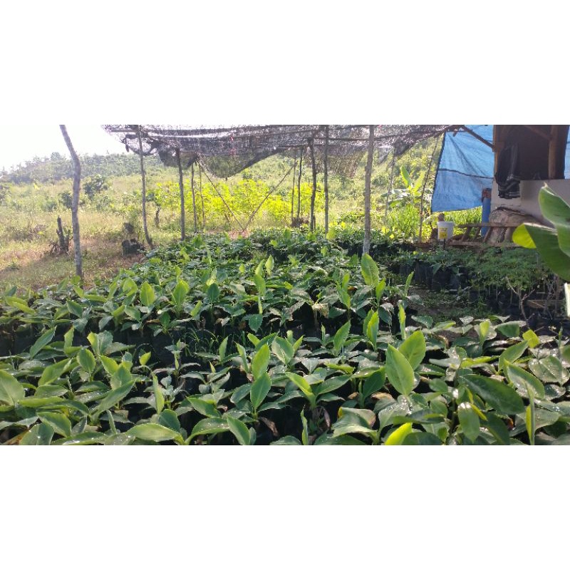 

Bibit Cavendish dan Barangan