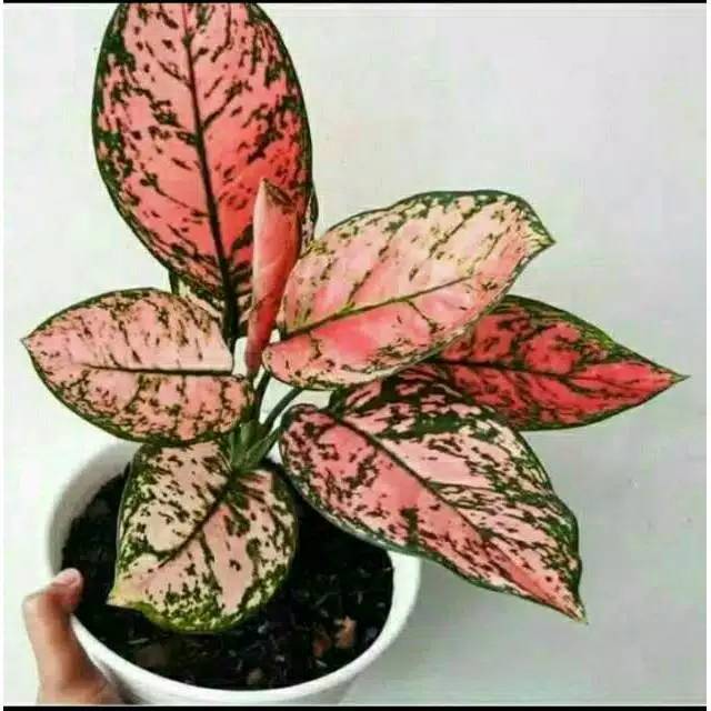 Tanaman hias aglaonema valentine/aglaonema ruby valentine