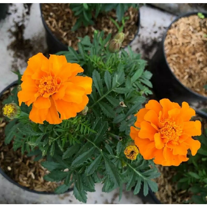 TANAMAN BABY MARIGOLD