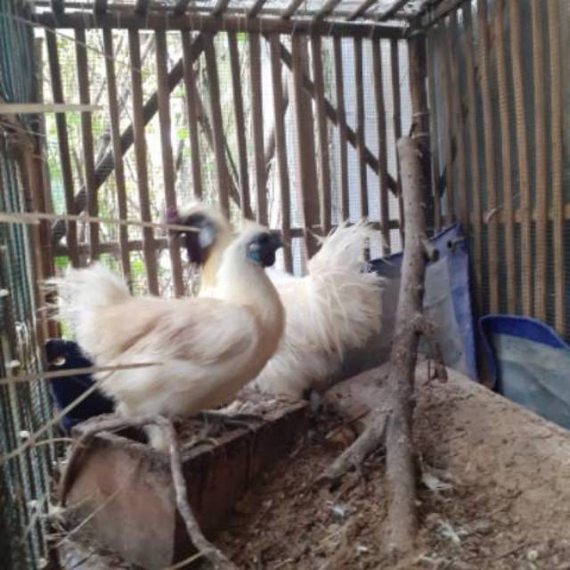 Ayam kapas sepasang jantan dan betina