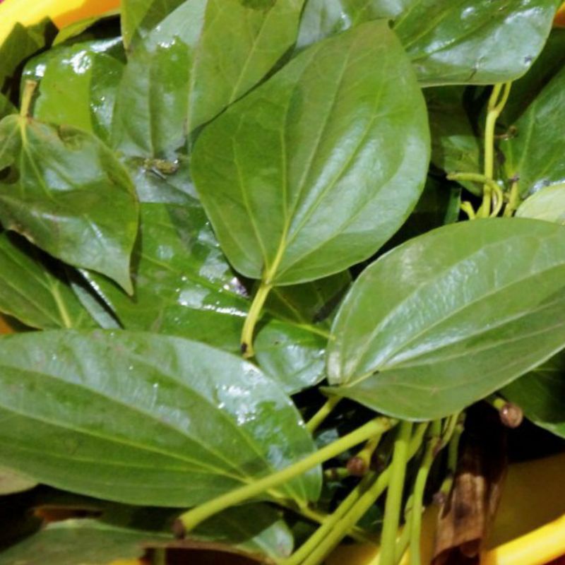 

daun sirih segar langsung petik //daun sirih buat jamu tradisional