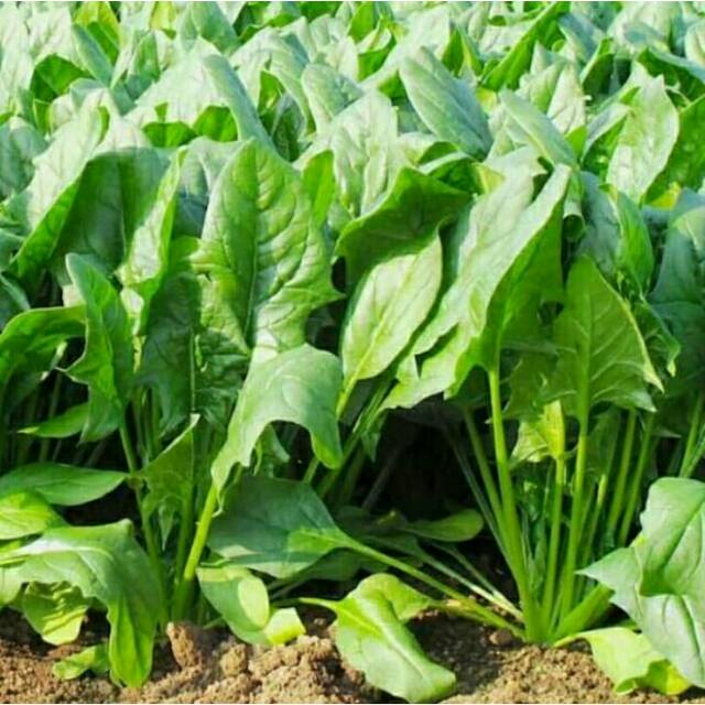 Biji Benih Bibit Tanaman Sayuran Bayam Jepang Repack Super Altire Takii Seed Bisa Untuk Hidroponik dan Konvensional-4
