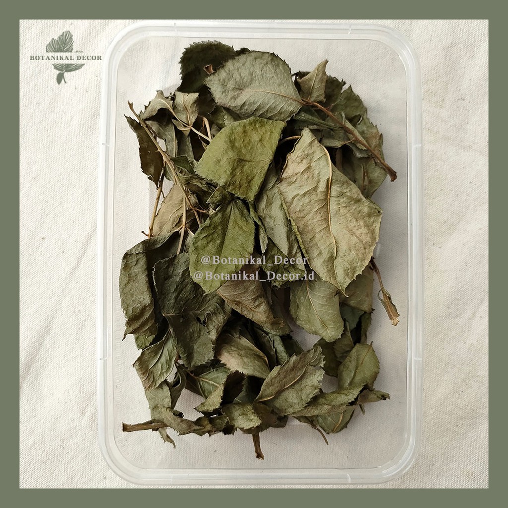 Dried Rose Leaf Daun Bunga Mawar Kering Asli DIY Frame Foto Scrapbook Hias Dekorasi Rumah Pesta