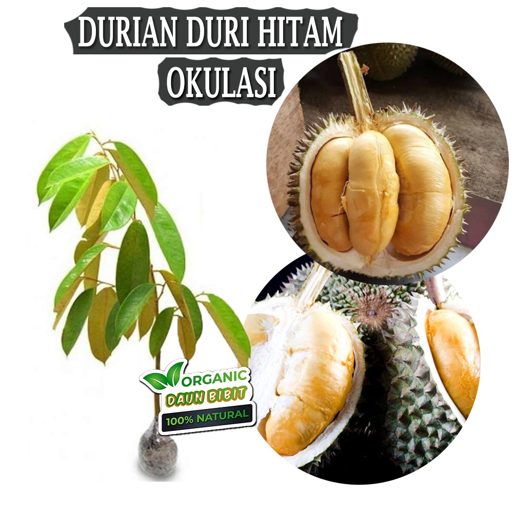 Bibit Durian Duri Hitam Black Thorn Okulasi Valid 100%