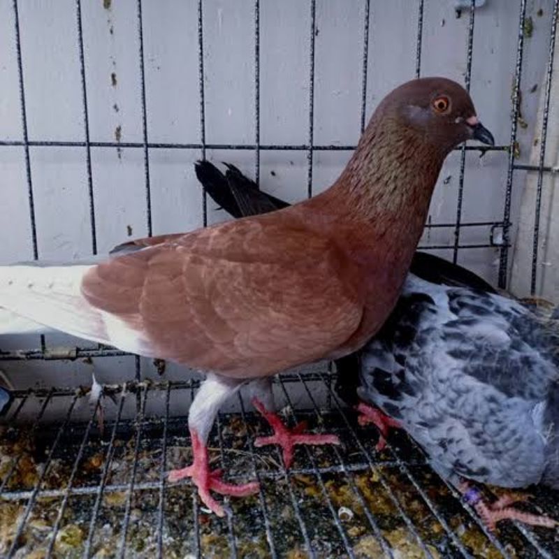 BURUNG DARA/ MERPATI DARA HIDUP 1 EKOR