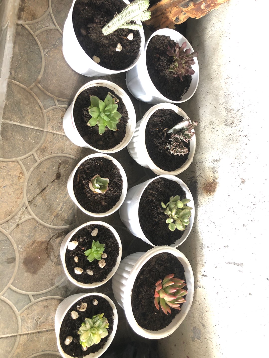 Sukulen Dan Kaktus | Euphorbia Lactea Crested