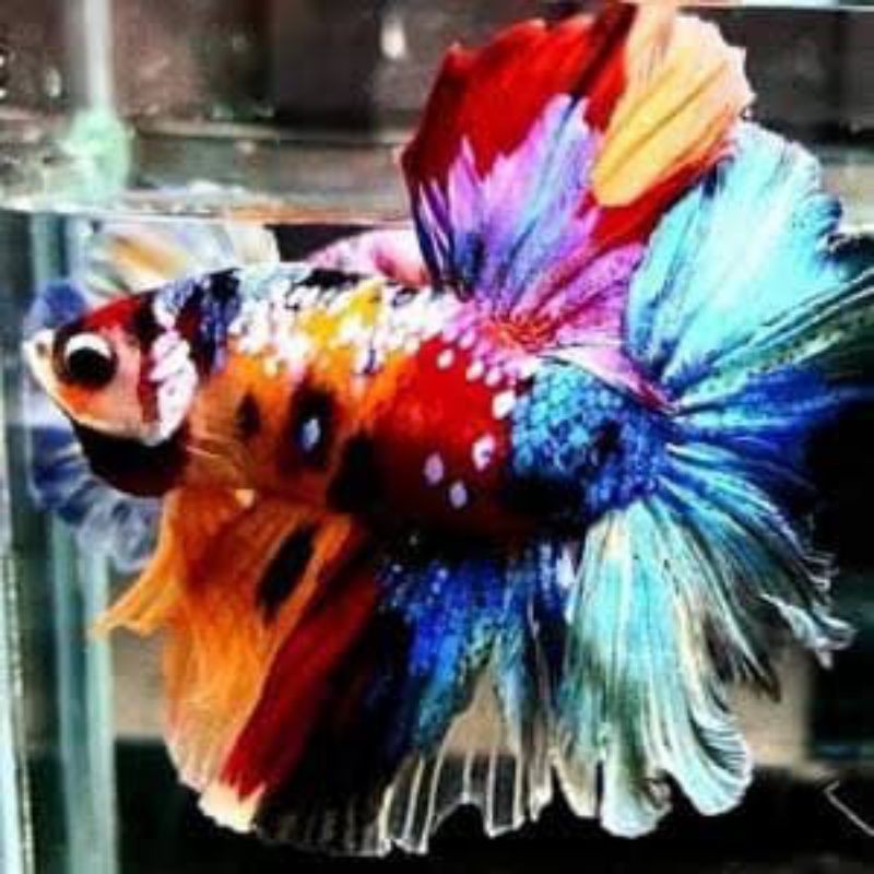 ikan cupang hias halfmoon koi,avatar gordon dan multicolor