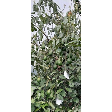 Entres Alpukat  LAMB HASS VALID