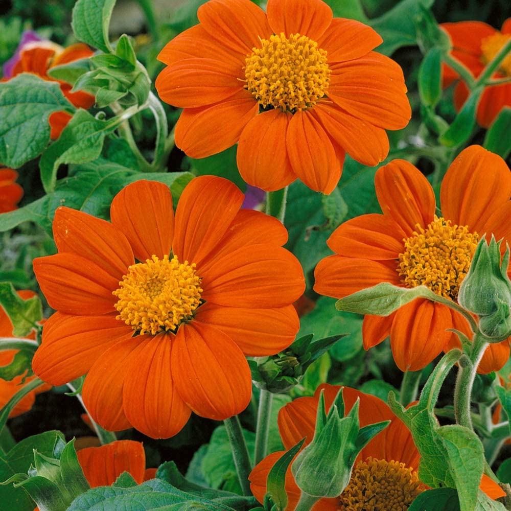 Benih Bibit Biji - Bunga Mexican Sunflower Tithonia Goldfinger Flower Seeds - IMPORT