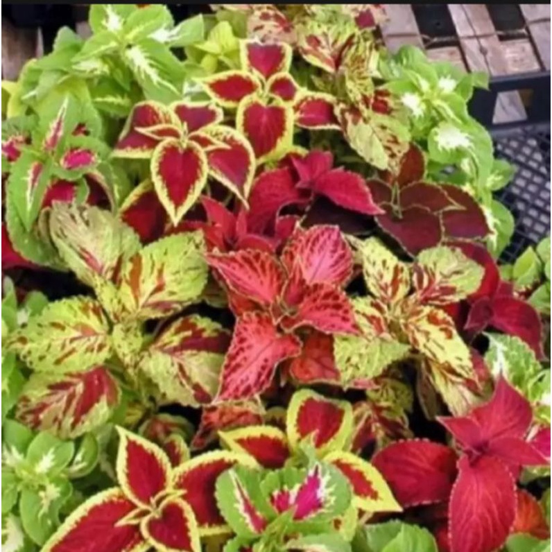 Tanaman hias Miana paket 6 jenis miana