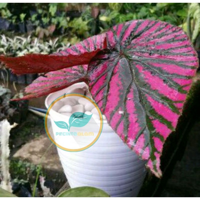 Tanaman Hias Begonia Rex Walet / Bibit tanaman begonia rex walet