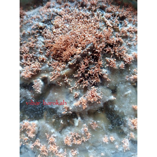 

spora biang JAKABA SUPER promo organik