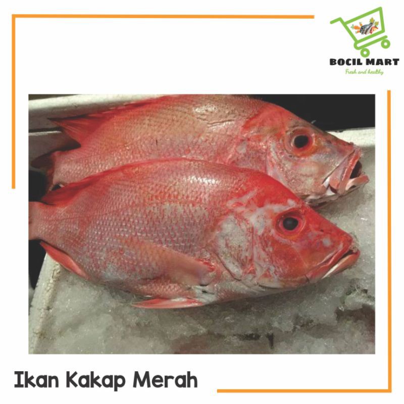 

[BOCIL MART] IKAN KAKAP MERAH 400-500GR FRESH