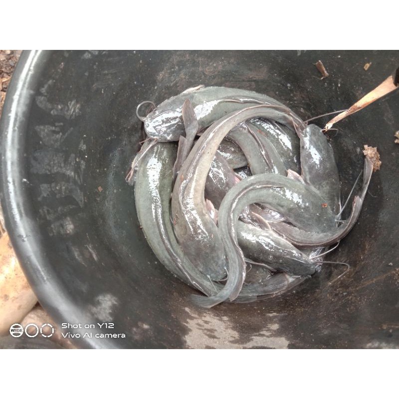 

ikan lele 1kg
