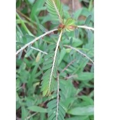 

Daun Meniran Segar per 300 grm