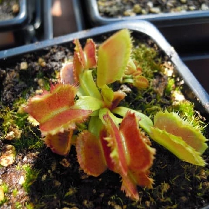 Tanaman Karnivora Venus Flytrap Firemouth