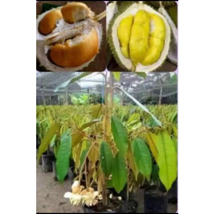 BIBIT DURIAN MUSANG KING OKULASI DURIAN MUSANGKING UNGGUL SUPER
