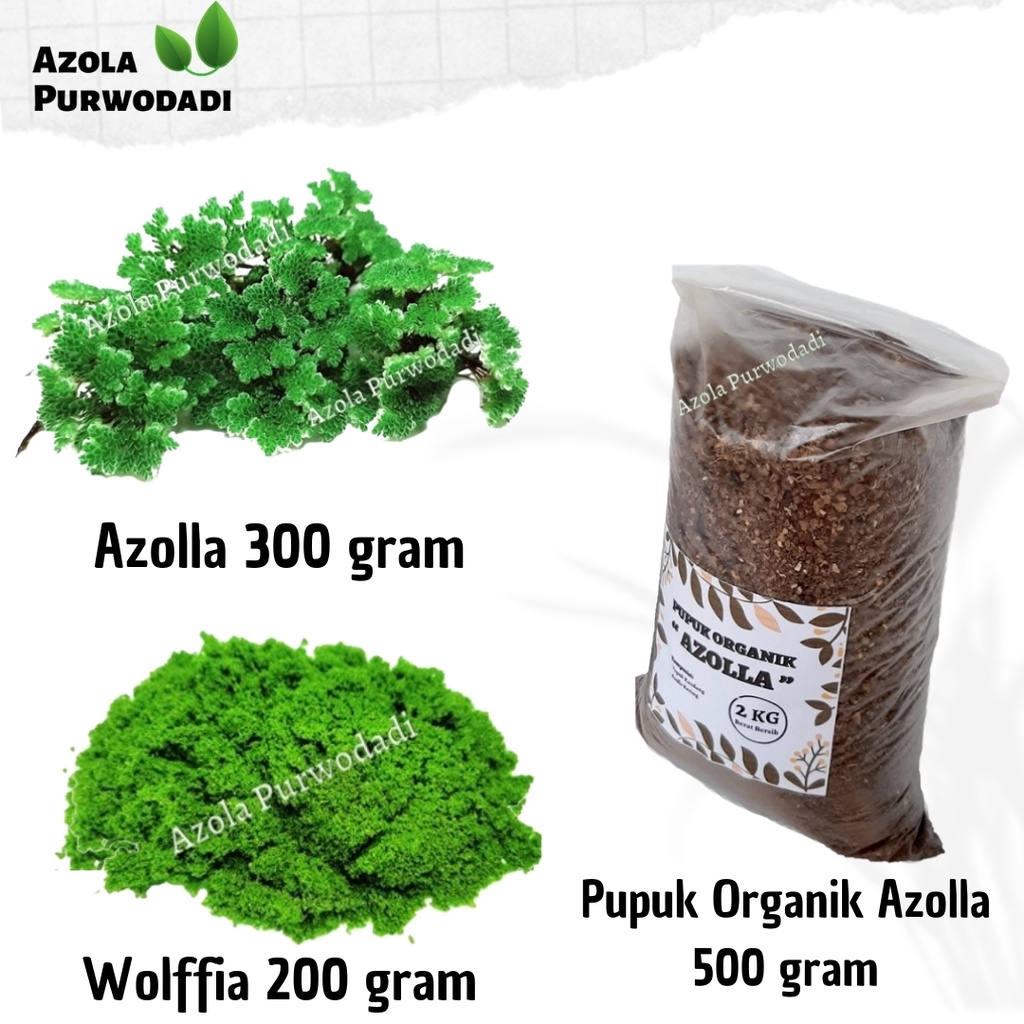 Azolla 300 gram + Wolffia 200 gram + Pupuk Organik Azolla 500 gram