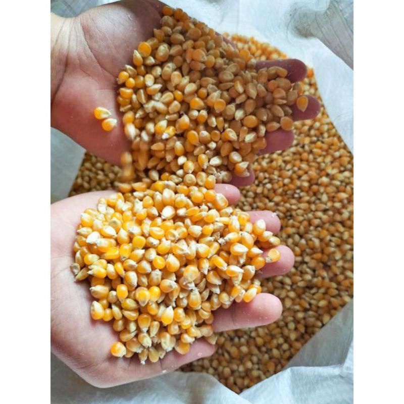 

jagung popcorn