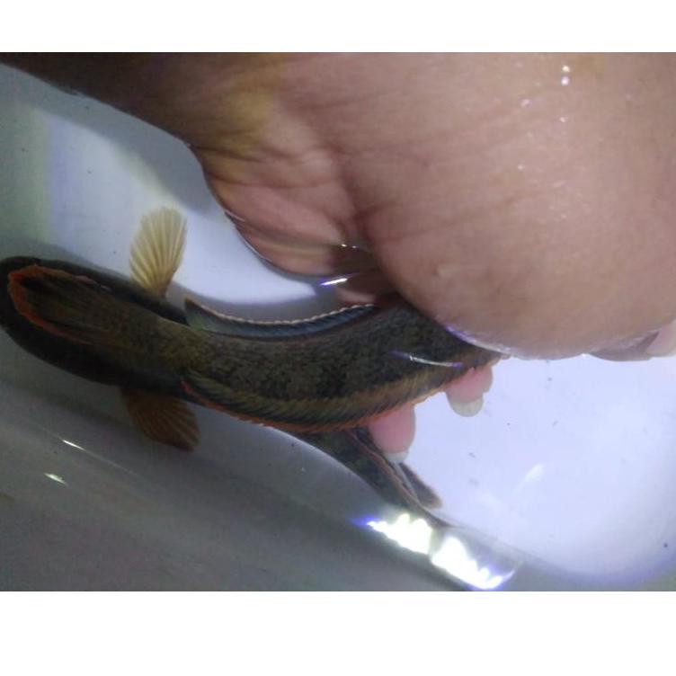 Termurah dan terbaik >> channa limbata satu pair jantan betina 15cm full garansi buruan