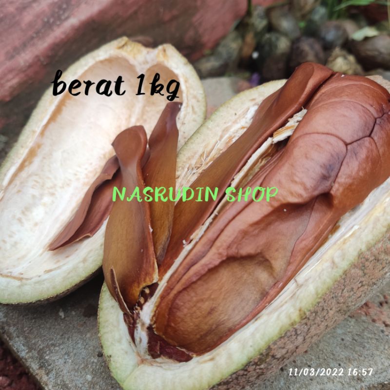

BUAH MAHONI 1KG (UTUH) BIJI BUAH MAHONI DENGAN BATOK / BUAH MAHONI MATANG / BUAH MAHONI / MAHONI / PROMO / TERLARIS / TERMURAH