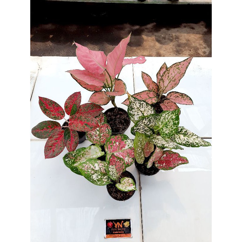 Tanaman hias paket bunga aglaonema super tri colour red